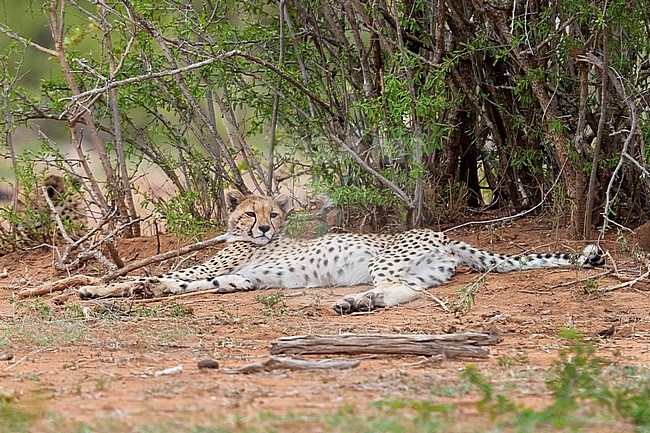 Cheetah (Acinonyx jubatus), female cub resting under a bush, Mpumalanga, South Africa stock-image by Agami/Saverio Gatto,