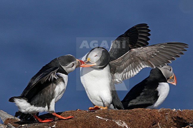 Gropeje vechtende Papegaaiduikers; Group of fighting Atlantic Puffins stock-image by Agami/Markus Varesvuo,