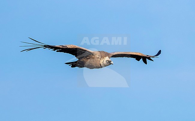 Adult Eurasian Griffon flying over Montfrague NP, Spain. May 20, 2018. stock-image by Agami/Vincent Legrand,