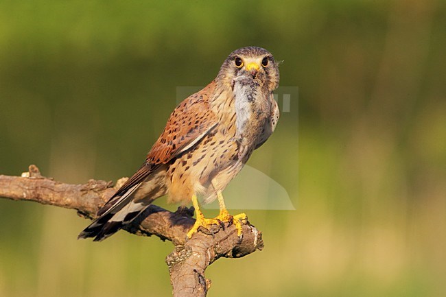 Torenvalk mannetje met prooi; Common Kestrel male with prey stock-image by Agami/Jari Peltomäki,