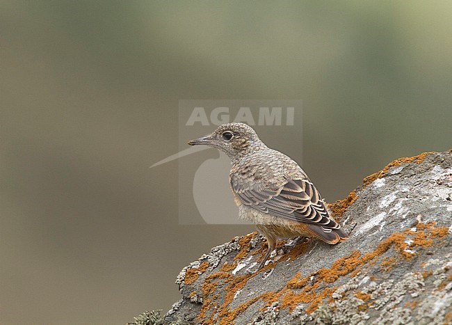 Immature Rufous-tailed Rock Thrush in Iran stock-image by Agami/Edwin Winkel,