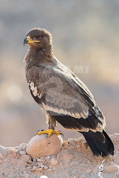 Steppe Eagle (Aquila nipalensis orientalis), juvenile standing on the ground stock-image by Agami/Saverio Gatto,