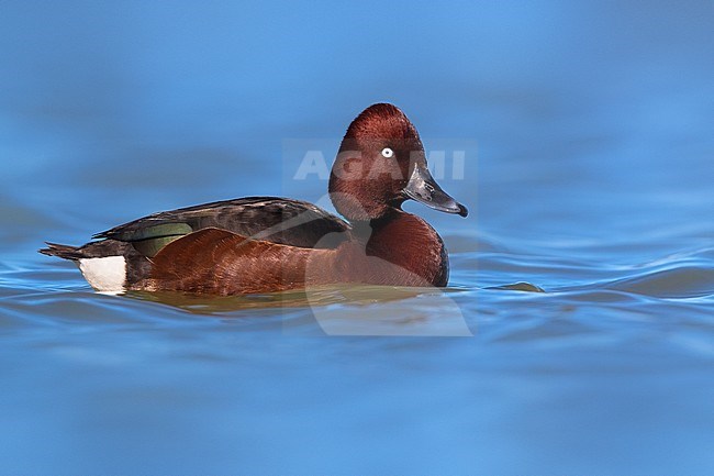 Male Ferruginous Duck (Aythya nyroca) swimming on a lake in Italy. stock-image by Agami/Daniele Occhiato,