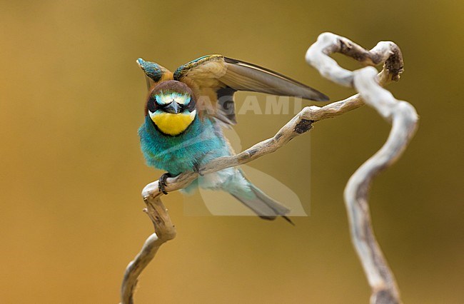European Bee-eater, Merops apiaster, in Italy. Stretching its wing. stock-image by Agami/Daniele Occhiato,