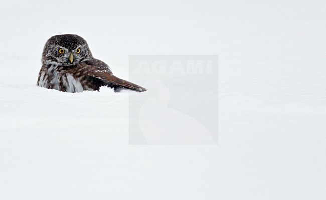 Dwerguil zittend in de sneeuw; Eurasian Pygmy Owl perched in the snow stock-image by Agami/Markus Varesvuo,