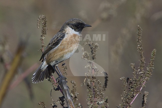 European Stonechat male winterplumage perched; Roodborsttapuit man winterkleed zittend stock-image by Agami/Daniele Occhiato,
