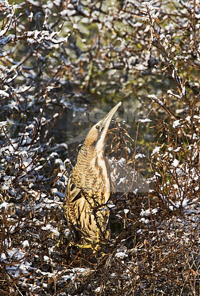 Roerdomp op ongewone plek; Eurasian Bittern at unusual site stock-image by Agami/Marc Guyt,