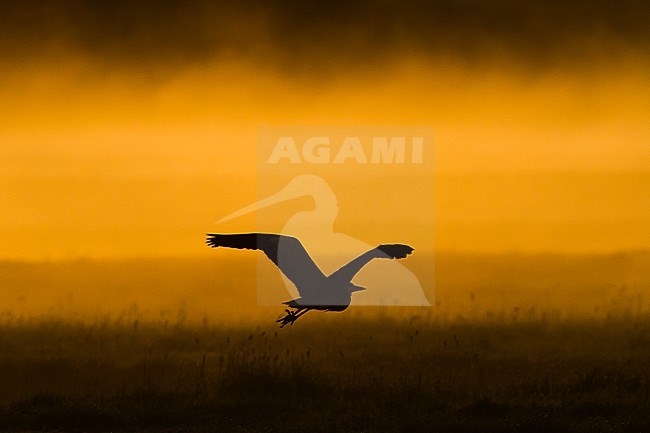 Blauwe Reiger in het ochtendlicht; Grey Heron (Ardea cinerea) in the morning light stock-image by Agami/Menno van Duijn,