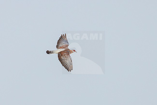 Speckled Pigeon (Columba guinea) in flight. stock-image by Agami/David Monticelli,