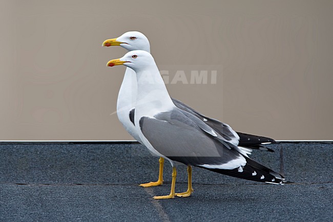 Kleine Mantelmeeuw in de stad; Lesser black-backed Gull in the city stock-image by Agami/Marc Guyt,