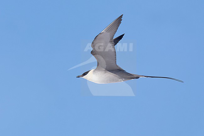 Long-tailed Jaeger (Stercorarius longicaudus), side view of an adult in flight, Finnmark, Norway stock-image by Agami/Saverio Gatto,