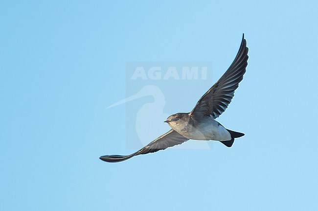 Adult Northern Rough-winged Swallow (Stelgidopteryx serripennis) in flight during winter in California, USA. stock-image by Agami/Brian E Small,