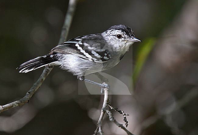 Pectoral Antwren (Herpsilochmus pectoralis) male perched on branch stock-image by Agami/Andy & Gill Swash ,