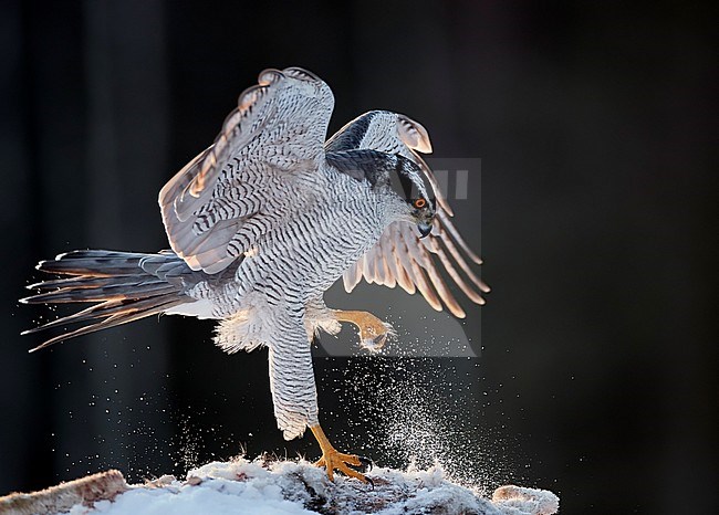 Northern Goshawk (Accipiter gentilis) in northern Finland during winter. stock-image by Agami/Markus Varesvuo,