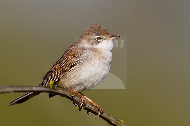 Common Whitethroat - Dorngrasmücke - Sylvia communis ssp. communis, Germany stock-image by Agami/Ralph Martin,