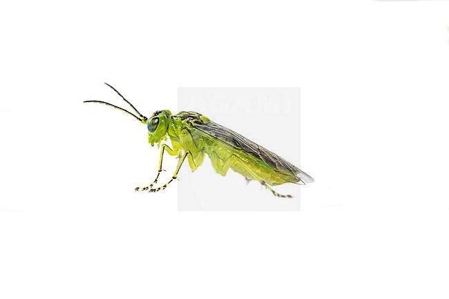 Rhogogaster chlorosoma sawflies stock-image by Agami/Wil Leurs,