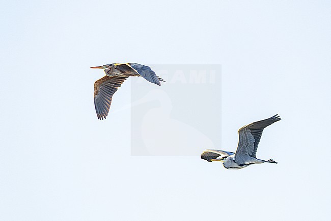  stock-image by Agami/Menno van Duijn,