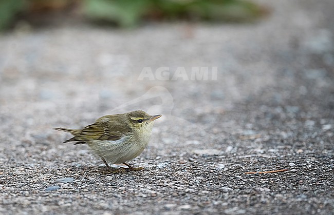 Kamchatka Leaf Warbler,  Phylloscopus examinandus, during autumn migration at Wajima, Ishikawa, Japan. stock-image by Agami/Yann Muzika,
