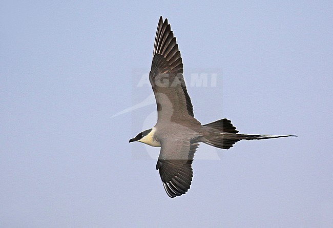 Adult Long-tailed jaeger (Stercorarius longicaudus) in Alaska, United States. stock-image by Agami/Dani Lopez-Velasco,