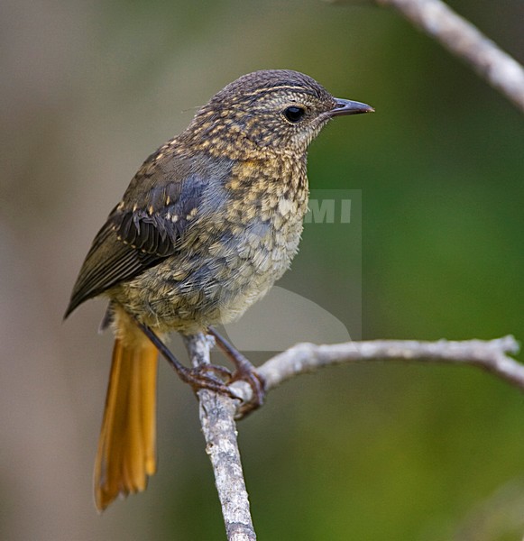 Juvenile Cape Robin-chat (Dessonornis caffer) perched. stock-image by Agami/Marc Guyt,