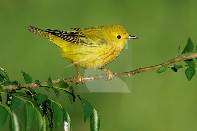 Adult male breeding
Galveston Co., TX
April 2005 stock-image by Agami/Brian E Small,