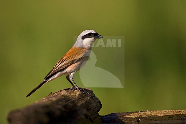 Mannetje Grauwe Klauwier; Male Red-backed Shrike stock-image by Agami/Marc Guyt,