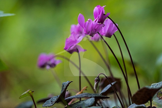 Purple cyclamen flower stock-image by Agami/Wil Leurs,