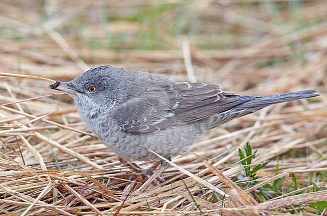 Sperwergrasmus foeragerend op de grond; Barred Warbler foraging on the ground stock-image by Agami/Markus Varesvuo,