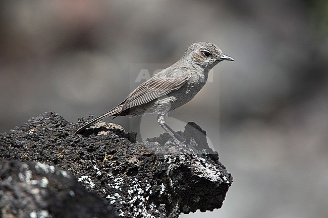 Sombre Rock Chat (Oenanthe dubia) adult perched on lava in central Ethiopia. This very local and poorly known species is categorized as Data Deficient by BirdLife International. stock-image by Agami/Andy & Gill Swash ,