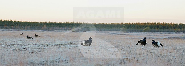 Baltsende Korhoen, Displaying Black grouse stock-image by Agami/Markus Varesvuo,