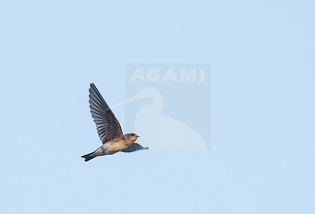 Juvenile Streak-throated swallow (Petrochelidon fluvicola) in Gujarat, India. stock-image by Agami/Marc Guyt,