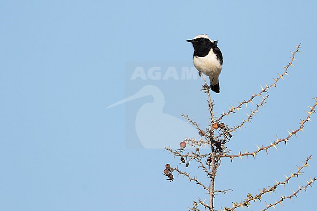 Pied Wheatear  (Oenanthe pleschanka) Tajikistan, adult male stock-image by Agami/Ralph Martin,