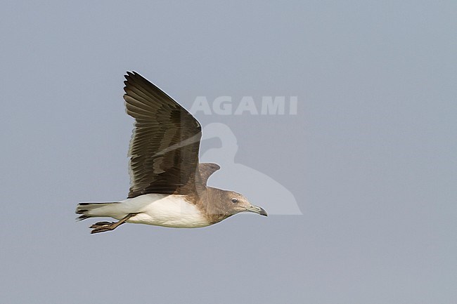 Sooty Gull - Hemprichmöwe - Larus hemprichii, Oman, adult, winter, 2nd cy stock-image by Agami/Ralph Martin,