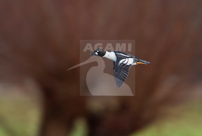 First-winter male Common Goldeneye (Bucephala clangula) flying over freshwater lake in The Netherlands. stock-image by Agami/Edwin Winkel,