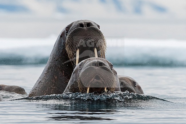 Atlantic walruses, Odobenus rosmarus, in Arctic water. Nordaustlandet, Svalbard, Norway stock-image by Agami/Sergio Pitamitz,