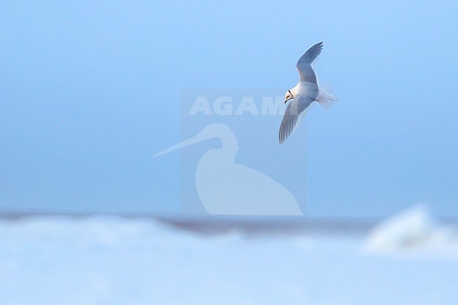 Adult Ross's Gull (Rhodostethia rosea) in breeding plumage flying over the arctic tundra near Barrow in northern Alaska, United States. stock-image by Agami/Dubi Shapiro,