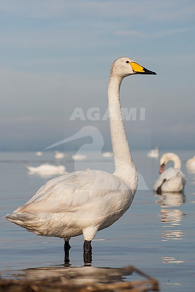 Whooper Swan - Singschwan - Cygnus cygnus, Germany, adult, with Mute Swan stock-image by Agami/Ralph Martin,