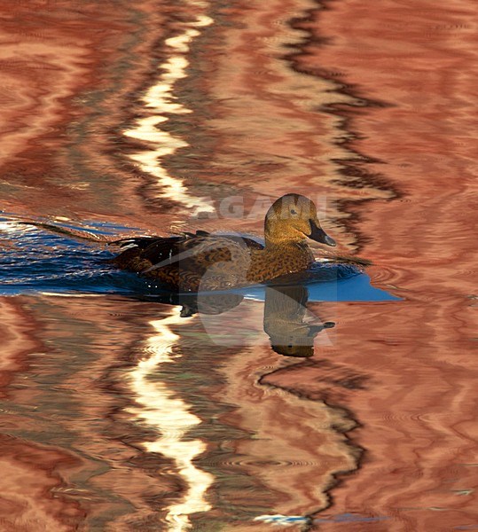 Koningseider; King Eider; Somateria spectabilis stock-image by Agami/Hugh Harrop,