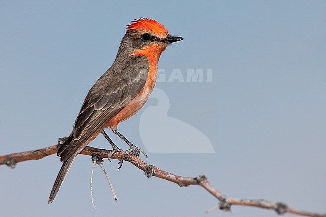 First year male Vermilion Flycatcher, Pyrocephalus obscurus
Pima Co., AZ
April 2009 stock-image by Agami/Brian E Small,