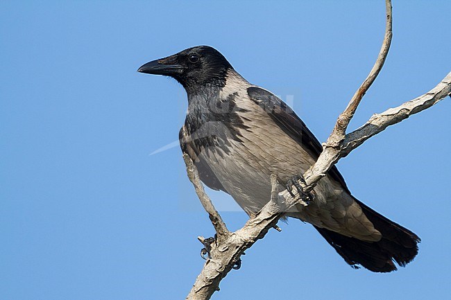 Hooded Crow - Nebelkrähe - Corvus cornix ssp. pallescens, Cyprus stock-image by Agami/Ralph Martin,