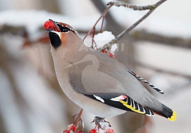 Volwassen Pestvogel foeragerend op bessen in de winter; Adult Bohemian Waxwing foraging on berries in winter stock-image by Agami/Markus Varesvuo,