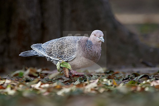 Picazuro Pigeon (Patagioenas picazuro) walking in leaves, Argentina stock-image by Agami/Tomas Grim,