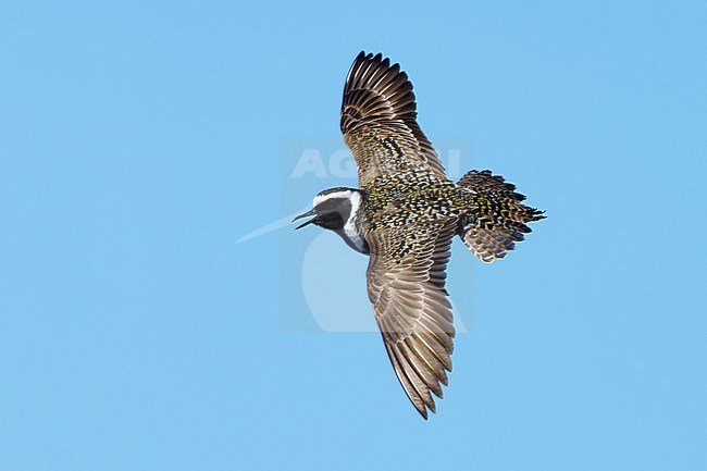 Adult male American Golden Plover (Pluvialis dominica) in breeding plumage displlaying over tundra of Churchill, Manitoba, Canada in June. stock-image by Agami/Brian E Small,