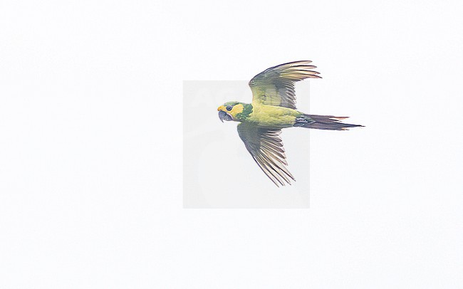 Yellow-eared Parrot (Ognorhynchus icterotis) stock-image by Agami/Lennart Verheuvel,