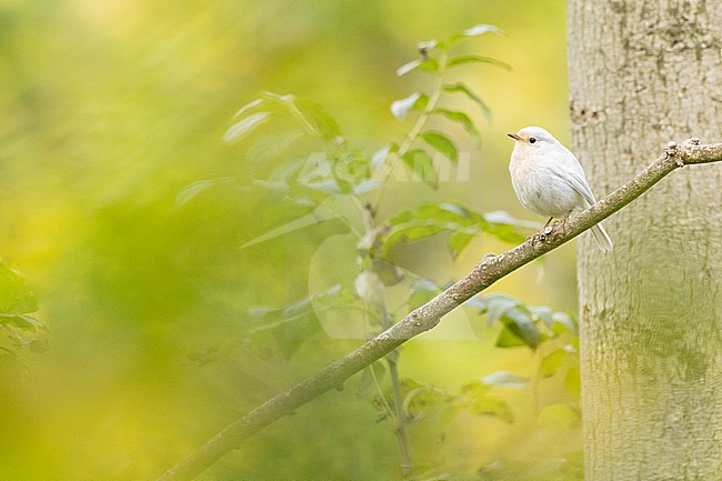  stock-image by Agami/Menno van Duijn,