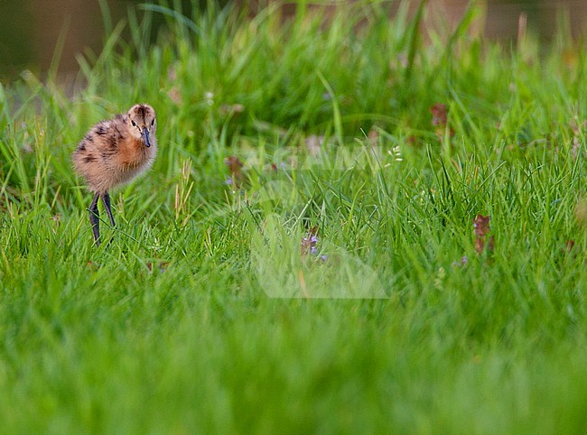 Black-tailed Godwit (Limosa limosa) chick standing in a green meadow n the Netherlands. stock-image by Agami/Marc Guyt,