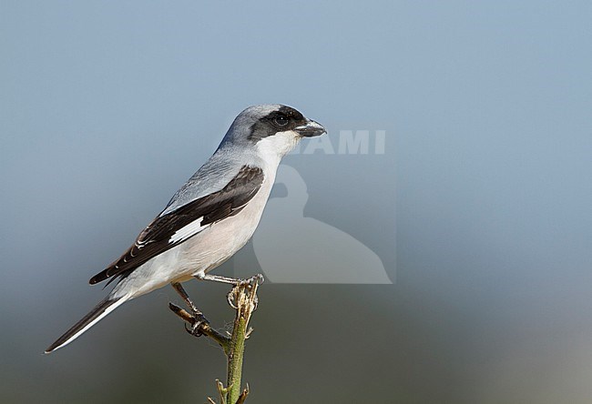 Kleine Klapekster, Lesser Grey Shrike, stock-image by Agami/Ralph Martin,