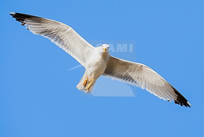 Adult Yellow-legged Gull (Larus michahellis michahellis) in flight against a bright blue sky on Lesvos, Greece. Seen from below. stock-image by Agami/Marc Guyt,