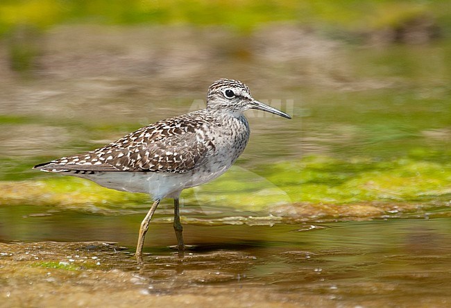 Wood Sandpiper (Tringa glareola) perched in a pool stock-image by Agami/Roy de Haas,