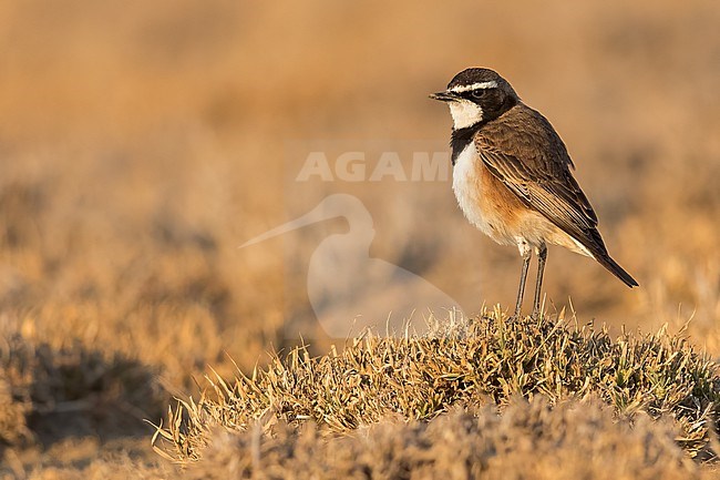 Capped Wheatear (Oenanthe pileata) perched on the ground in Tanzania. stock-image by Agami/Dubi Shapiro,